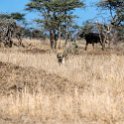 TZA MAR SerengetiNP 2016DEC24 LemalaEwanjan 040 : 2016, 2016 - African Adventures, Africa, Date, December, Eastern, Lemala Ewanjan Camp, Mara, Month, Places, Serengeti National Park, Tanzania, Trips, Year